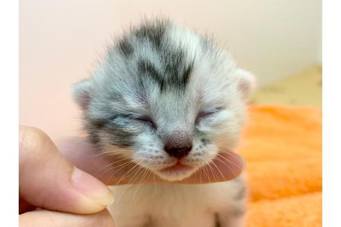 成約済の千葉県のスコティッシュフォールド-12367の4枚目